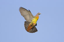 Load image into Gallery viewer, Pink-necked Green Pigeon