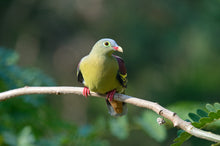Load image into Gallery viewer, Thick-billed Green Pigeon