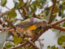 Load image into Gallery viewer, Bruce’s Green Pigeon