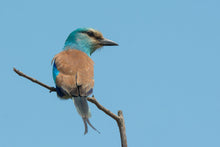 Load image into Gallery viewer, Abyssinian Roller
