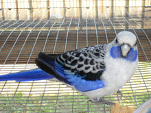Load image into Gallery viewer, Blue Crimson Rosella
