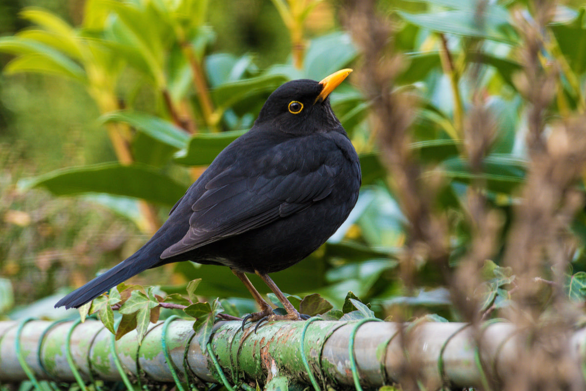 Eurasian Blackbird – AZ Birds