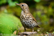 Load image into Gallery viewer, Song Thrush