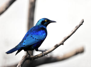 Lesser Blue Eared Glossy Starling