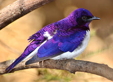 Load image into Gallery viewer, Amethyst Starling