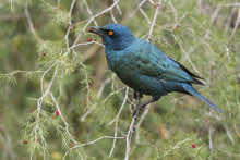 Load image into Gallery viewer, Glossy Starling