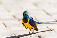 Load image into Gallery viewer, Golden-breasted Starling