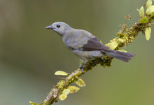 Load image into Gallery viewer, Palm Tanager