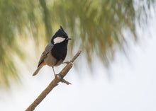 Load image into Gallery viewer, Black-crested Tit
