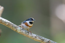 Load image into Gallery viewer, Black-throated Tit