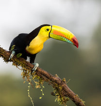 Load image into Gallery viewer, Keel-billed Toucan