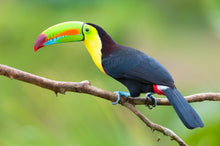 Load image into Gallery viewer, Keel-billed Toucan (Hand fed)