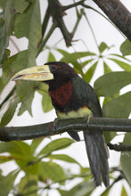 Load image into Gallery viewer, Ivory-billed Aracari