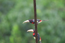 Load image into Gallery viewer, Ivory-billed Aracari