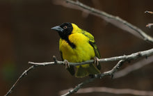 Load image into Gallery viewer, Heuglin’s Masked Weaver
