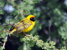 Load image into Gallery viewer, Heuglin’s Masked Weaver