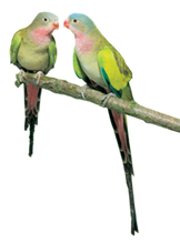 Load image into Gallery viewer, Princess Parrot/Prince of Wales Parakeet