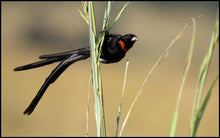 Load image into Gallery viewer, Red-collared Widowbird