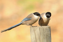 Load image into Gallery viewer, Azure-winged Magpie