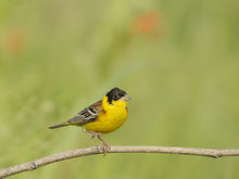 Load image into Gallery viewer, Black-headed Bunting