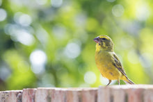 Load image into Gallery viewer, Brimstone Canary