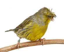 Load image into Gallery viewer, Crested Canaries