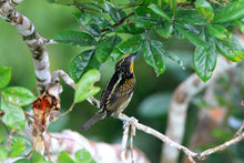 Load image into Gallery viewer, Gilded Barbet
