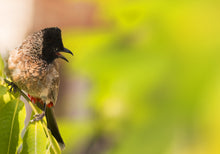Load image into Gallery viewer, Red-vented Bulbul