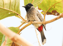 Load image into Gallery viewer, Red-vented Bulbul