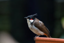 Load image into Gallery viewer, Red-whiskered Bulbul