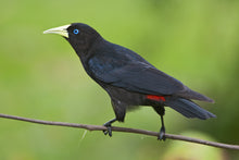 Load image into Gallery viewer, Red-rumped Cacique