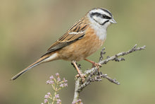 Load image into Gallery viewer, Rock Bunting