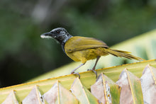 Load image into Gallery viewer, Oriole Warbler