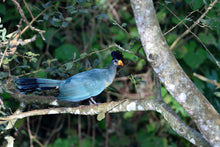 Load image into Gallery viewer, Great Blue Turaco