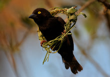 Load image into Gallery viewer, Vieillot’s Black Weaver
