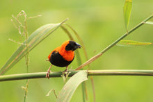 Load image into Gallery viewer, Red Bishop Weaver