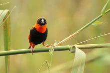 Load image into Gallery viewer, Red Bishop Weaver