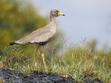 Load image into Gallery viewer, Wattled Plover(Lapwing)
