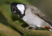 Load image into Gallery viewer, White-eared Bulbul