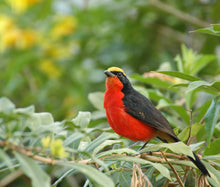 Load image into Gallery viewer, Yellow-crowned Gonolek