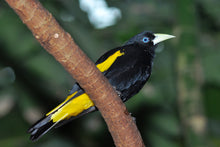 Load image into Gallery viewer, Yellow-rumped Cacique