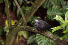 Load image into Gallery viewer, African Olive Pigeon