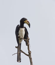 Load image into Gallery viewer, African Pied Hornbill