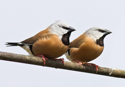 Parson Finch aka Black-throated Finch