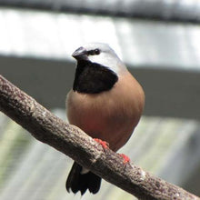 Load image into Gallery viewer, Parson Finch aka Black-throated Finch