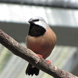 Parson Finch aka Black-throated Finch