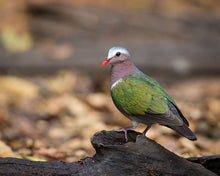 Load image into Gallery viewer, Green-Winged Dove