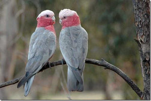 Rose Breasted Cockatoo