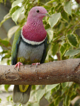 Load image into Gallery viewer, Pink-headed Fruit Dove