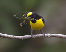 Load image into Gallery viewer, Orange-vented Euphonia